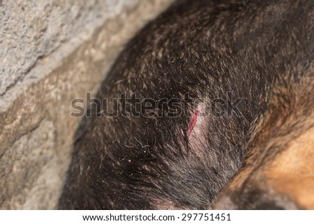 Macro shot, dog bite puncture wound on black dog hip skin with blur background