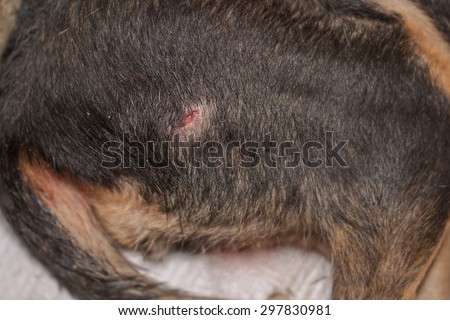 Macro shot, dog bite puncture wound on black dog leg skin with blur background