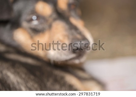 Macro half face of sadness black dog while injury with blurred animal abstract background