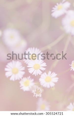 Little white daisy flower and grass sad love gradient tone for love sadness concept