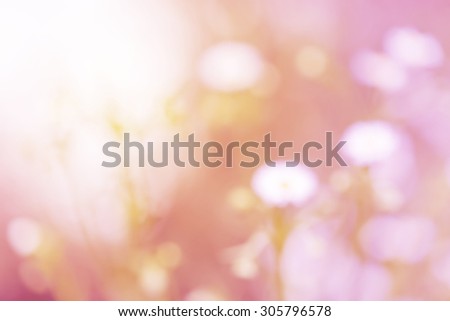 Blurry white daisy flower and grass pink and sweet gradient flowers vintage background