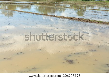 Water in rice paddy field for rice farming season