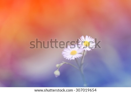 Little daisy flower vintage gradient tone