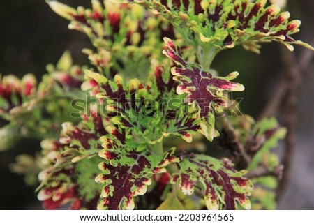 Miana leaf or Coleus atropurpureus Benth is a shrub with a height of up to 1.5 m.  growing up in the yard. Stok fotoğraf © 