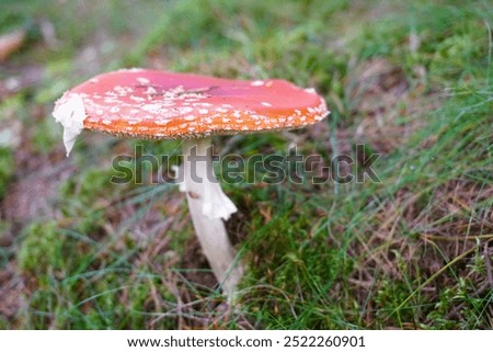 Similar – Image, Stock Photo A mushroom was found, which was called the “curly hen”. It lies in a hand. The background is dark.