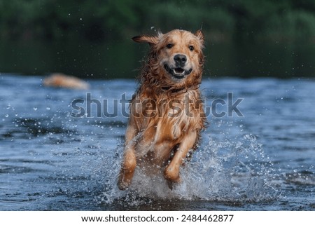 Image, Stock Photo dog on lake beach near mountains and forest in Georgia