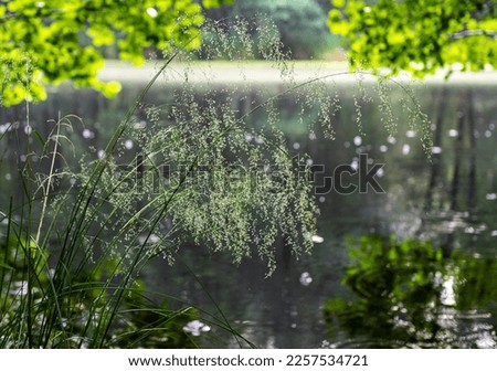 alake in the forest surrounded by many green trees and plants in the spring morning with fog over the water Stock fotó © 