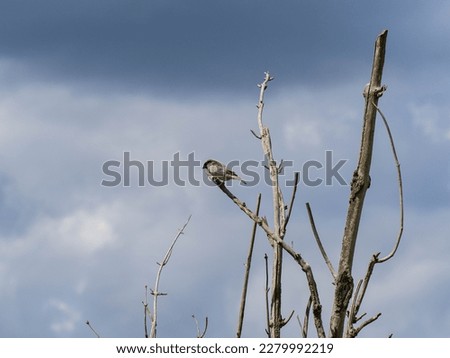 Similar – Image, Stock Photo Lesser Sparrow Environment