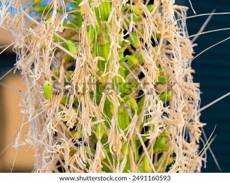Similar – Image, Stock Photo Dragon tree agave leaf