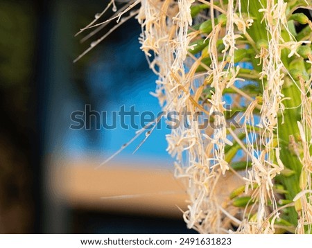 Similar – Image, Stock Photo Dragon tree agave leaf