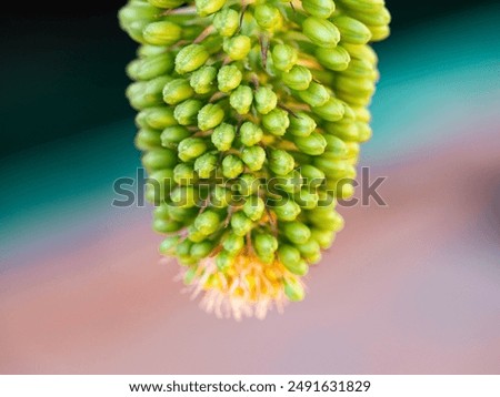 Similar – Image, Stock Photo Dragon tree agave leaf