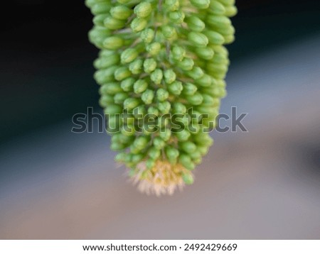 Similar – Image, Stock Photo Dragon tree agave leaf