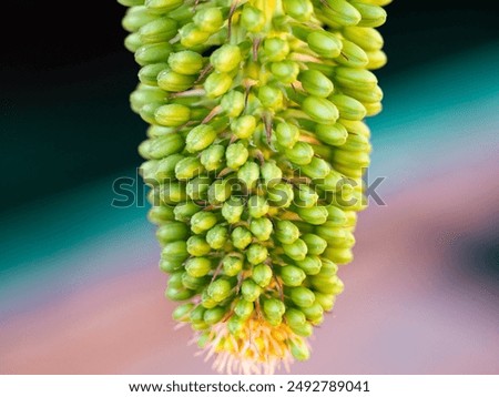Similar – Image, Stock Photo Dragon tree agave leaf