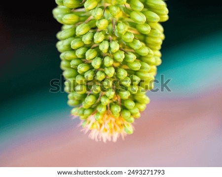 Similar – Image, Stock Photo Dragon tree agave leaf