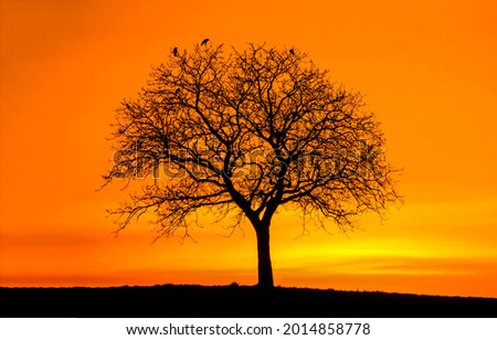 The silhouette of a lonely tree at sunset. Orange sunset lonely tree silhouette. Tree silhouette at orange sunset. Sunset tree