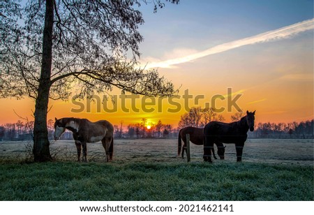 Horses graze in the meadow in the early morning. Horses graze on pasture at dawn. Early morning horse pasture scene