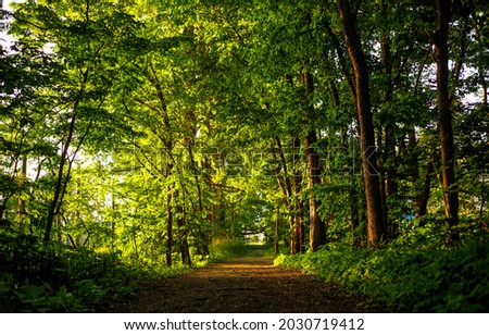 The road through a dense green forest. Forest road way. Road in forest. Forestland road