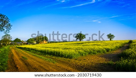 Rural road through a field in summer. Panorama of rural field road. Rural field road panoramic landscape. Village road panorama