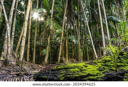 In the middle of the rainforest. Tropical rain forest. Tropical rainforest trees. Rainforest scene