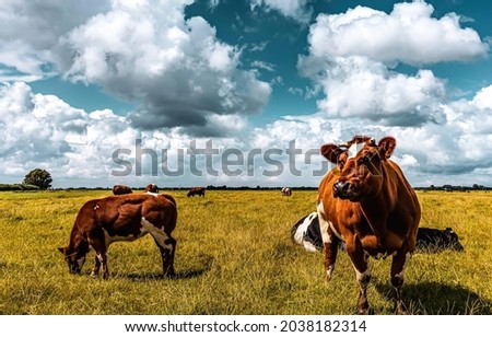 Cows graze in the field. Cow farm scene. Cows grazing on pasture. Cow herd grazing scene