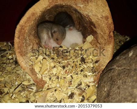Hamsters filhotes com 7 dias de vida Foto stock © 