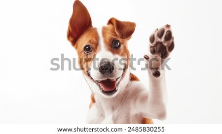 Similar – Image, Stock Photo Funny dog sitting on floor