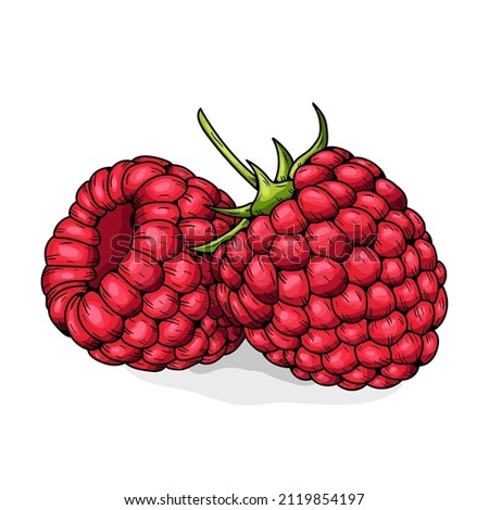 Hand drawn vector raspberry. Doodle of colorful raspberries on a white background. Sweet food. Realistic vector illustration.