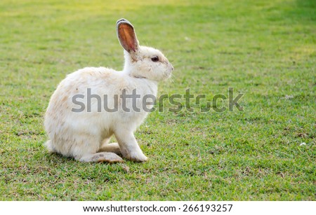 Young rabbit, white & brown.