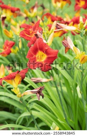 Similar – Image, Stock Photo Daylily Lily blossom