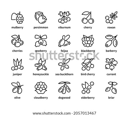 Berry simple set of vector linear icons. Symbol of healthy and natural food. Mulberry persimmon viburnum cherry rowan cowberry and more. Isolated collection of berries icons on white background.