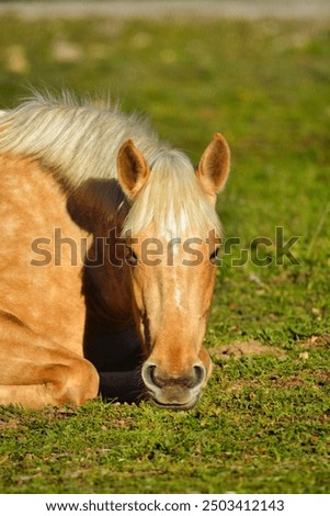 Similar – Image, Stock Photo Brown horse resting in stable