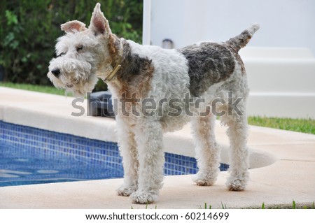 Terrier Dog Listening for Command to Swim in Hotel Family Pool