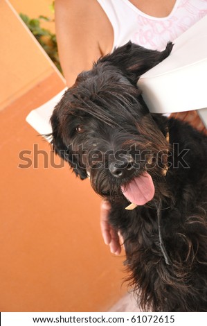 Riesenschnauzer Giant Schnauzer with ear on Pet Friendly Hotel Patio Table