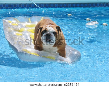 Adorable Family Bull Dog Standing on Float in Leisure in Pet Friendly Swimming Pool