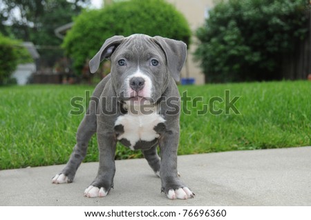 Adorable Blue Nose Purebred American Bully Canine Puppy Standing in Front Yard
