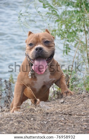 Purebred Fawn Canine American Bully Dog Climbing Hill From Hudson River Razors Edge Breed Edge