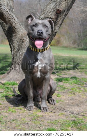Purebred Canine Blue Nose American Bully Dog Razors Edge Breed  Sitting Outside with Tongue Hanging Out