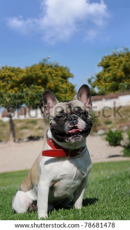 Purebred Pet Tricolor Canine French Bull Dog Puppy Sitting Wearing Red Collar Bouledogue Français with Schinus Molle Pepper Trees in the Background