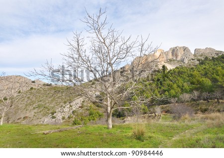 Bare Leafless Fig tree during winter in mountains of Finestrat a small town in the community of Valencia and the province of costa blanca Alicante Spain Europe
