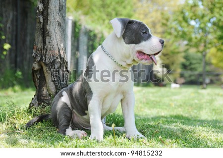 Profile of Purebred Canine Cow Patch Blue Nose American Bully Puppy wearing chain collar sitting on grass next to tree on sunny day