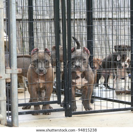 Purebred Canine Blue Nose American Bully Puppies in Kennel Looking at Camera