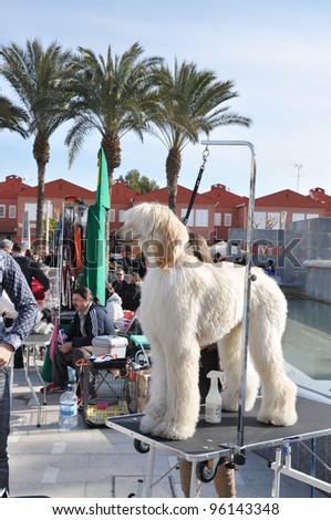ALICANTE, SPAIN - FEB 26: Purebred cream colored Afghan dog on grooming table at the Sociedad Canina de Alicante dog competition on the ground of the Cultural Center in Alicante. Feb 26, 2012