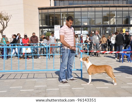 ALICANTE, SPAIN - FEB 26: American Staffordshire dog in the competition ring at the Sociedad Canina de Alicante dog competition at the Cultural Center in Alicante. Feb 26, 2012