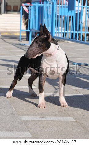 ALICANTE, SPAIN - FEB 26: Purebred Bull Terrier at the Sociedad Canina de Alicante dog competition on the grounds of the Cultural Center in Sant Joan D\'Alacant Alicante. Feb 26, 2012