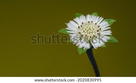 Similar – Image, Stock Photo daisy Nature Plant Blossom