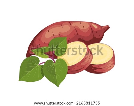 Vector illustration, sweet potato with fresh leaves and slices, isolated on white, suitable for posters, websites, brochures and agricultural products packaging.