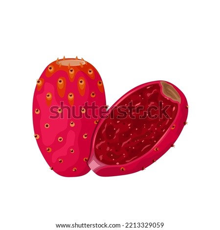 Vector illustration, cactus or opuntia fruit, also called prickly pear, isolated on white background.