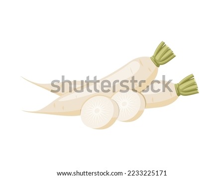 Vector illustration, fresh white radish with slices, isolated on white background.