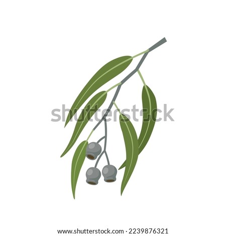 Vector illustration, Eucalyptus caesia, also called gumnuts, Gungurru or Silver Princess, isolated on white background.