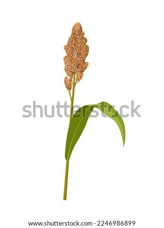 Vector illustration, Sorghum bicolor, commonly called sorghum and also known as great millet, durra, jowari, jowar or milo. isolated white background.